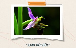Kharibulbul – The Symbol of Karabakh